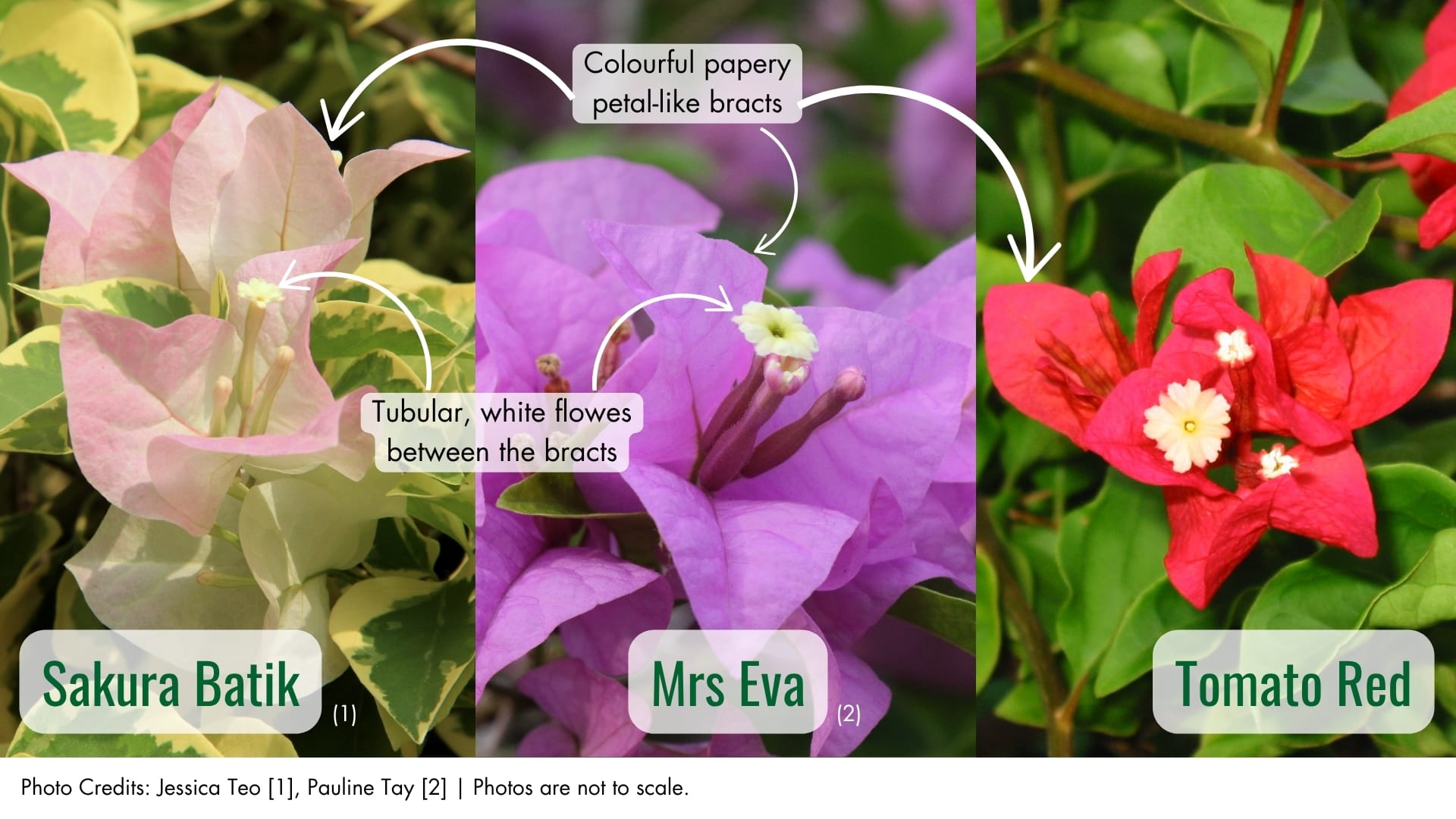 Bougainvillea cultivars